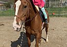 Twinkie - Mare in Orange, CT Twinkie - Mare in Orange, CT