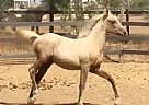 Palomino Morgan Filly Chargersmaewest