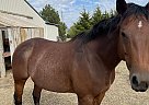 Quarter Horse - Horse for Sale in Goddard, KS 67052