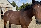 Quarter Horse - Horse for Sale in Goddard, KS 67052 Quarter Horse - Horse for Sale in Goddard, KS 67052