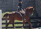 Arabian - Horse for Sale in , TN 37091