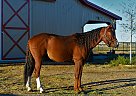 Azlan - Gelding in Fort Collins, CO Azlan - Gelding in Fort Collins, CO