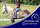 Percheron - Horse for Sale in Auburn, KY 42206 Percheron - Horse for Sale in Auburn, KY 42206