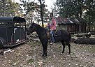 Elijah (Eli) - Gelding in Fordland, MO Elijah (Eli) - Gelding in Fordland, MO