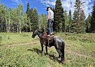 Ducky - Gelding in Salt Lake City, UT Ducky - Gelding in Salt Lake City, UT