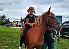 Pony - Horse for Sale in Jonesville, MI 49250 Pony - Horse for Sale in Jonesville, MI 49250