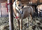 Quarter Horse Mare for Sale in Henry, Illinois Quarter Horse Mare for Sale in Henry, Illinois