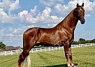 Tennessee Walking - Horse for Sale in , TN 37091