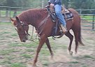 Dixie - Mare in Bonners Ferry, ID Dixie - Mare in Bonners Ferry, ID