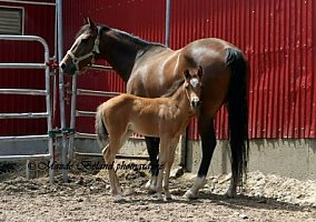 Filly By Rowdy Yankee Quarter Horse Mare