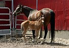 Quarter Horse - Horse for Sale in Montréal, QC H1Y2N2 Quarter Horse - Horse for Sale in Montréal, QC H1Y2N2