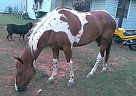 - Gelding in Norman, OK - Gelding in Norman, OK