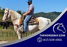 Tennessee Walking - Horse for Sale in McKee, KY 40447 Tennessee Walking - Horse for Sale in McKee, KY 40447