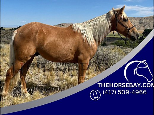 Kentucky Mountain Gelding