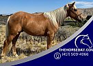 Kentucky Mountain - Horse for Sale in Cody, WY 82414