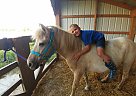 Pony - Mare in North Bloomfield, OH Pony - Mare in North Bloomfield, OH