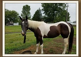 Lacy Paint Mare