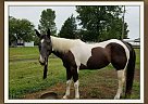 Paint Mare for Sale in Gallatin, Tennessee Paint Mare for Sale in Gallatin, Tennessee