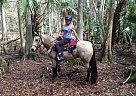 Tennessee Walking Mare for Sale in Gallatin, Tennessee Tennessee Walking Mare for Sale in Gallatin, Tennessee