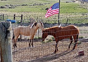 Mustang (Mustang, Mare) in Spring Creek, NV