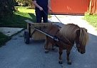 Miniature - Horse for Sale in Eden Valley, ON L0L 2K0 Miniature - Horse for Sale in Eden Valley, ON L0L 2K0