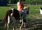 Paint - Horse for Sale in Jonesville, MI 49250 Paint - Horse for Sale in Jonesville, MI 49250
