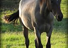 Outstanding Bloodlines Quarter Horse Stallion