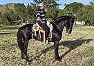 Andalusian - Horse for Sale in SYLMAR, CA 91342