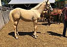 Quarter Horse Mare for Sale in Henry, Illinois Quarter Horse Mare for Sale in Henry, Illinois