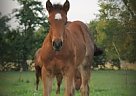 Potential Show Colt Quarter Horse Stallion