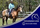 Quarter Horse - Horse for Sale in Harrisville, RI 02830