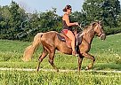 DJ's Dream On - Gelding in Perryville, KY DJ's Dream On - Gelding in Perryville, KY