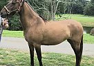Rocky Mountain - Horse for Sale in Louisville, KY 40299 Rocky Mountain - Horse for Sale in Louisville, KY 40299