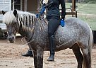 Blast - Gelding in Eatonton, GA Blast - Gelding in Eatonton, GA