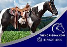 Spotted Saddle - Horse for Sale in Crab Orchard, KY 40419 Spotted Saddle - Horse for Sale in Crab Orchard, KY 40419