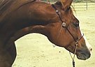 Arabian - Horse for Sale in Pinon Hills, CA 