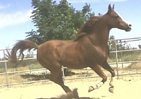 Arabian (Arabian, Mare) in Pinon Hills, CA