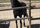 Tennessee Walking - Horse for Sale in Dillon, MT 59725 Tennessee Walking - Horse for Sale in Dillon, MT 59725