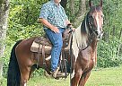 Spirit - Gelding in Conway, MO Spirit - Gelding in Conway, MO