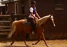 - Stallion in Staten Island, NY - Stallion in Staten Island, NY