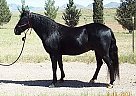 Gentle and Smooth Gaited Trail H... Rocky Mountain Stallion