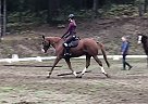 Trakehner Mare for Sale in Nelson, British Columbia Trakehner Mare for Sale in Nelson, British Columbia