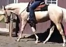 - Mare in Staten Island, NY - Mare in Staten Island, NY