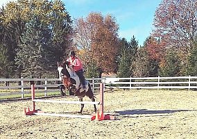 Paint (Paint, Gelding) in Endeavor, WI