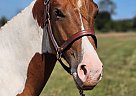 Paint - Horse for Sale in , MD 19363