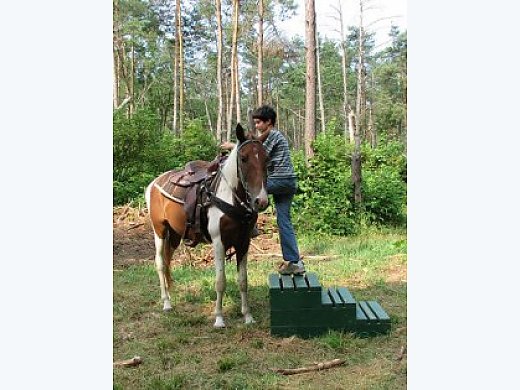 Awesome Trail Horse for Beginners!!