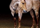 Quarter Horse - Horse for Sale in Brooksville, KY 40501 Quarter Horse - Horse for Sale in Brooksville, KY 40501