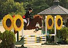 Yellowhawk - Gelding in Fredericktown, OH Yellowhawk - Gelding in Fredericktown, OH