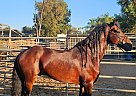 Andalusian - Horse for Sale in Ramona, CA 92065
