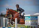 NZ Sporthorse - Horse for Sale in Hawke's Bay, HKB 3079 NZ Sporthorse - Horse for Sale in Hawke's Bay, HKB 3079